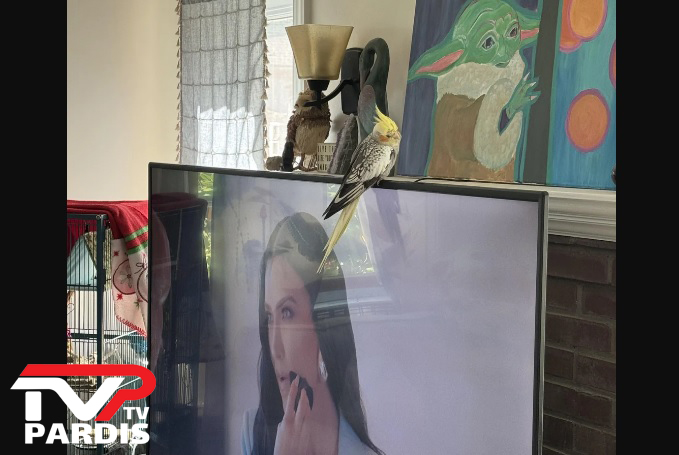 آیا پرنده می تواند به تلویزیون آسیب برساند؟